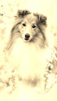 Szary + Sepia