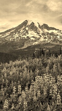 Szary + Sepia