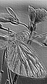 Skamielina