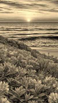 Szary + Sepia