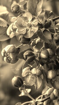 Szary + Sepia