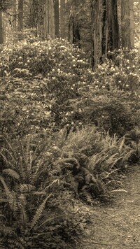 Sepia