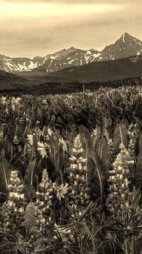 Szary + Sepia