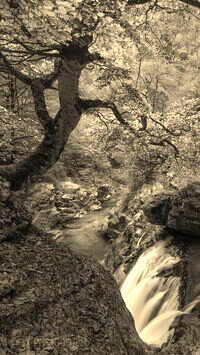 Sepia