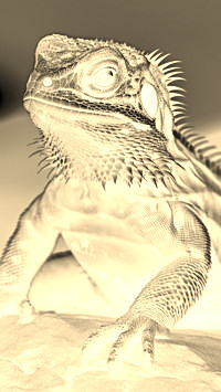 Sepia + Negatyw