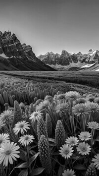 Szary