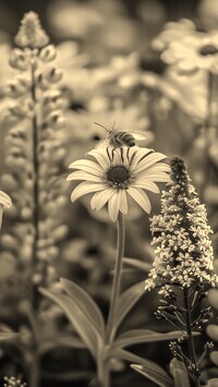 Szary + Sepia