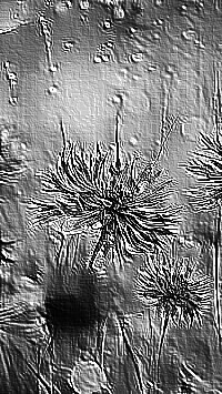 Skamielina