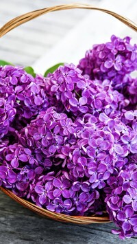 Oryginalny obrazek