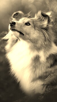 Sepia