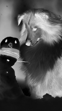 Szary + Negatyw