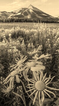 Sepia