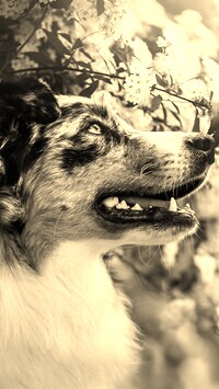 Szary + Sepia