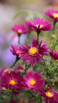 Oryginalny obrazek