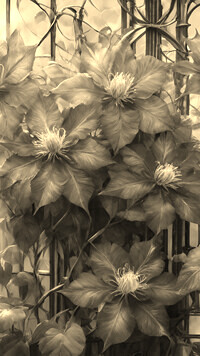 Szary + Sepia
