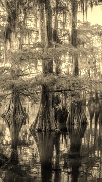 Szary + Sepia