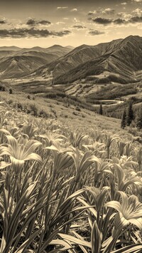 Sepia
