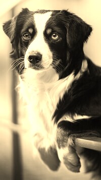 Sepia