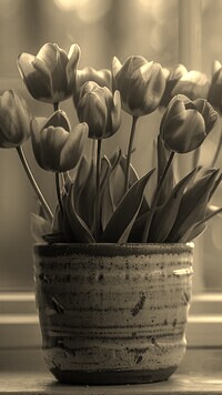Szary + Sepia