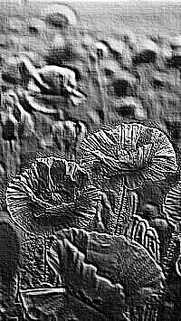 Skamielina