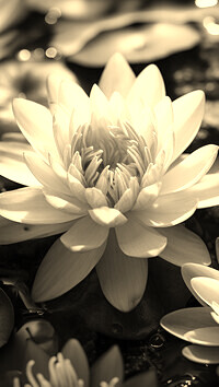 Sepia