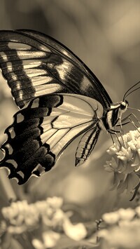 Szary + Sepia