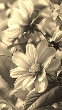Szary + Sepia
