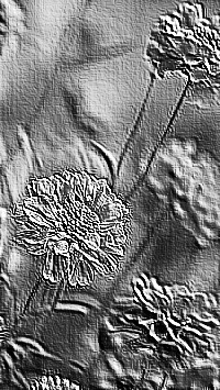 Skamielina