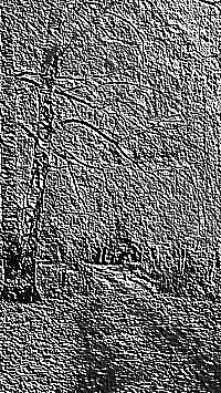 Skamielina