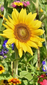 Oryginalny obrazek