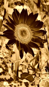 Sepia + Negatyw