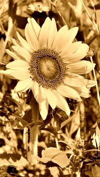 Sepia