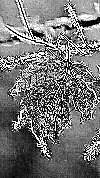 Skamielina