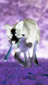 Negatyw
