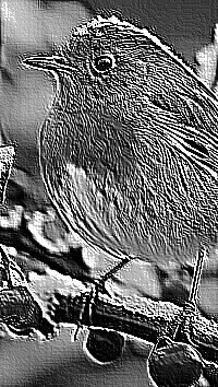 Skamielina
