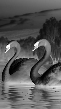 Szary + Negatyw