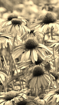 Szary + Sepia