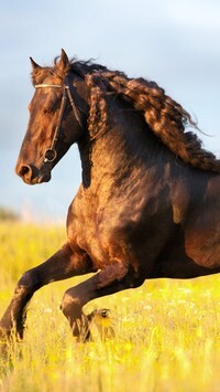 Oryginalny obrazek