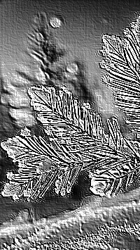 Skamielina