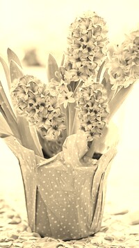 Szary + Sepia