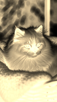Sepia + Negatyw