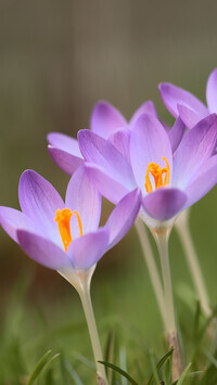 Oryginalny obrazek