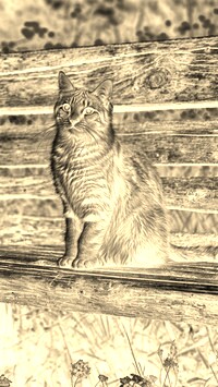 Sepia + Negatyw