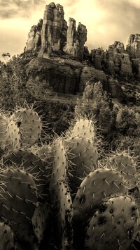 Szary + Sepia