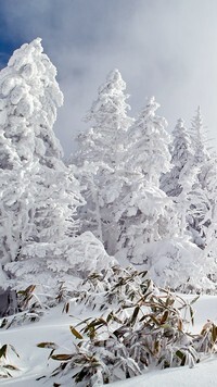 Oryginalny obrazek