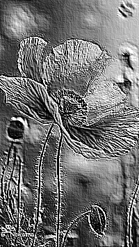 Skamielina