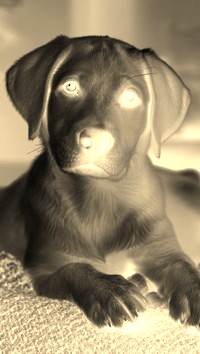 Sepia + Negatyw