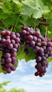 Oryginalny obrazek