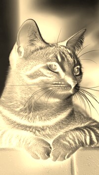 Sepia + Negatyw