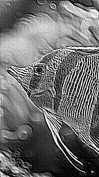 Skamielina